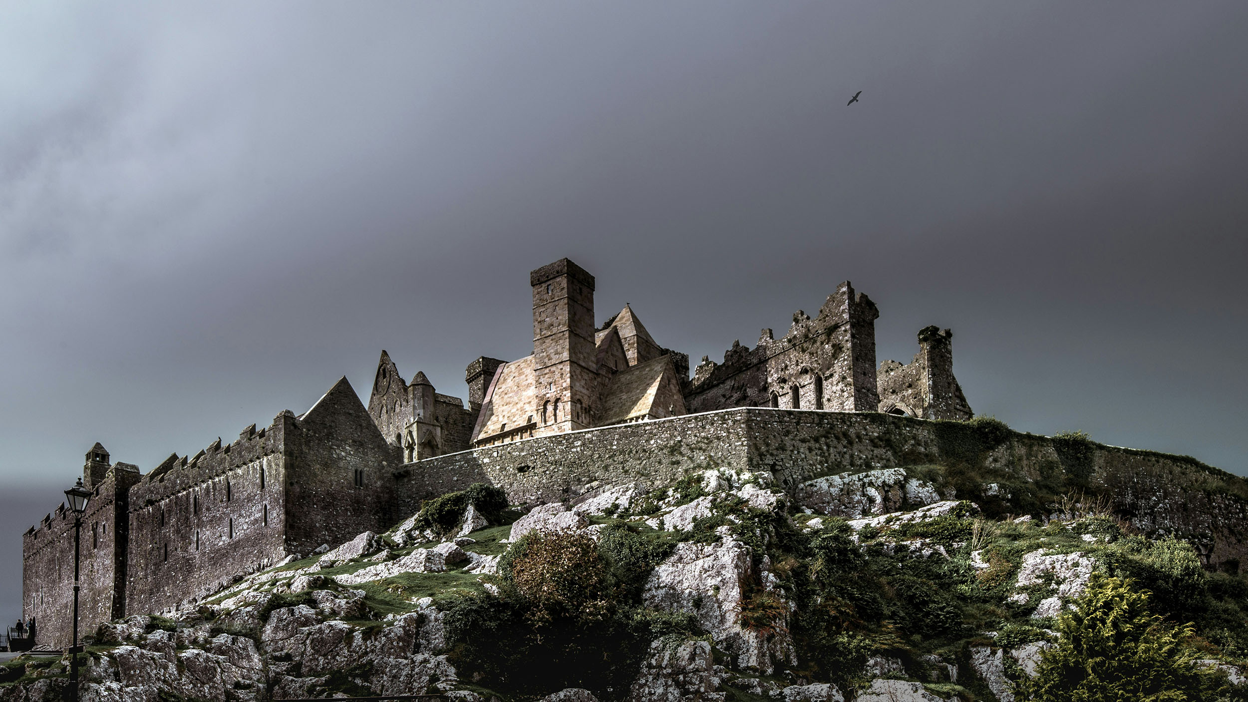 Daverns of Cashel case study cover